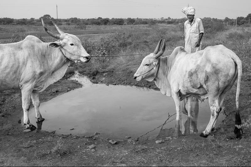 Impediments to enjoyment of Human Right to Water: 'Quality' Norm - An improvised but unprotected common drinking water source for animals as well as human beings in Ahmednagar district, Maharashtra